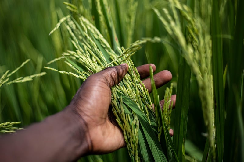 Organic Grains and Legumes